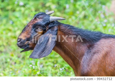 Goat on  summer pasture 99432712