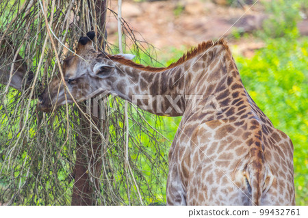 Giraffe Eating from a Sausage Tree Giraffe Eating from a Sausage Tree 99432761