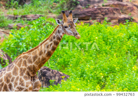 Face Masai giraffe 99432763