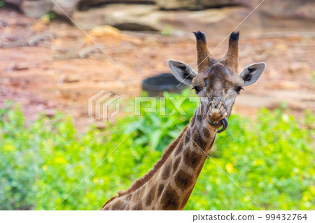 Tongue and Face of Masai giraffe Tongue and Face of Masai giraffe 99432764