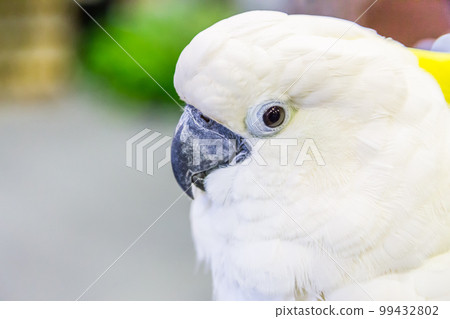 Head of Yellow-crested Cockatoo (Cacatua sulphurea) Head of Yellow-crested Cockatoo (Cacatua sulphurea) 99432802