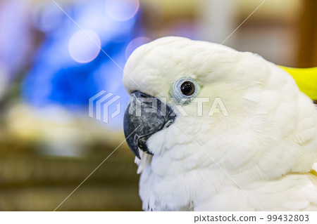 Head of Yellow-crested Cockatoo (Cacatua sulphurea) 99432803