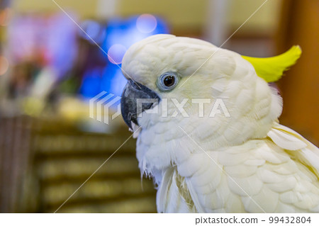 Head of Yellow-crested Cockatoo (Cacatua sulphurea) Head of Yellow-crested Cockatoo (Cacatua sulphurea) 99432804