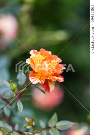 orange marble rose pictures orange marble rose pictures 99432862