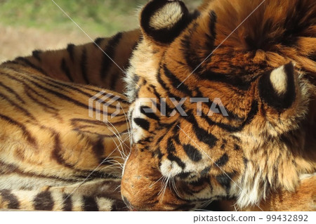 孟加拉虎 99432892