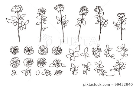 Monochrome line drawing rose illustration. Monochrome vector rose illustration. Hand-drawn simple botanical drawing. 99432940