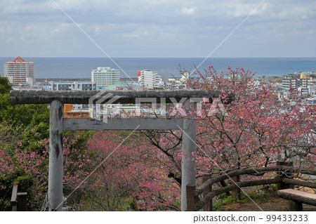 Nago City, Okinawa Prefecture Ryukyu Kanhizakura at the torii gate of Nago Shrine in Nago Castle Park and Nago City and Nago Bay overlooking below Nago City, Okinawa Prefecture Ryukyu Kanhizakura at the torii gate of Nago Shrine in Nago Castle Park and Nago City and Nago Bay overlooking below 99433233