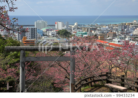 Nago City, Okinawa Prefecture Ryukyu Kanhizakura at the torii gate of Nago Shrine in Nago Castle Park and Nago City and Nago Bay overlooking below Nago City, Okinawa Prefecture Ryukyu Kanhizakura at the torii gate of Nago Shrine in Nago Castle Park and Nago City and Nago Bay overlooking below 99433234