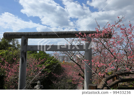 沖繩縣名護市名護城公園內名護神社鳥居的琉球觀日櫻，下方俯瞰名護市和名護灣 99433236