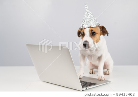 Jack Russell Terrier dog in a foil hat works at a laptop. Jack Russell Terrier dog in a foil hat works at a laptop. 99433408