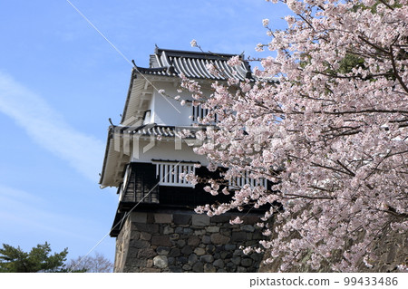 Cherry blossoms in full bloom at the castle ruins Cherry blossoms in full bloom at the castle ruins 99433486