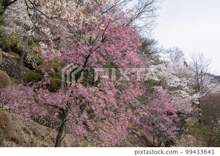 Okutama cherry blossoms 99433641
