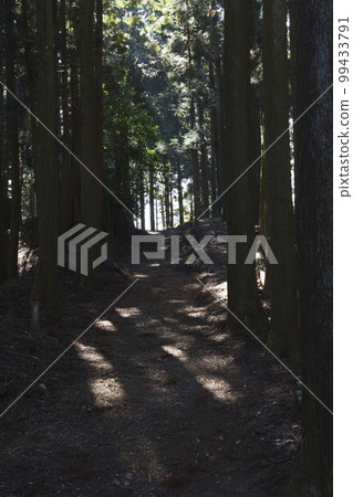 11 月中旬 陽光從關原松山山頂下山時穿過樹木 99433791