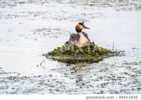 Great Crested Grebe, Podiceps cristatus, water bird sitting on the nest, nesting time on the green lake Great Crested Grebe, Podiceps cristatus, water bird sitting on the nest, nesting time on the green lake 99433856