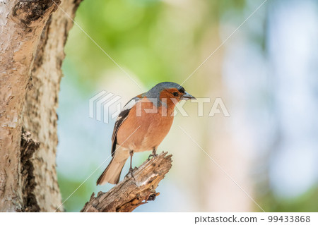 Common chaffinch, Fringilla coelebs, sits on a tree. Common chaffinch in wildlife. 99433868