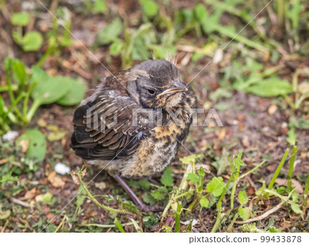 A fieldfare chick, Turdus pilaris, has left the nest and sitting on the spring lawn. A fieldfare chick sits on the ground and waits for food from its parents. A fieldfare chick, Turdus pilaris, has left the nest and sitting on the spring lawn. A fieldfare chick sits on the ground and waits for food from its parents. 99433878