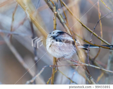 European long-tailed tit, latin name Aegithalos caudatus. A bird sitting on a branch in a deciduous forest. 99433891