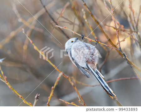European long-tailed tit, latin name Aegithalos caudatus. A bird sitting on a branch in a deciduous forest. European long-tailed tit, latin name Aegithalos caudatus. A bird sitting on a branch in a deciduous forest. 99433893