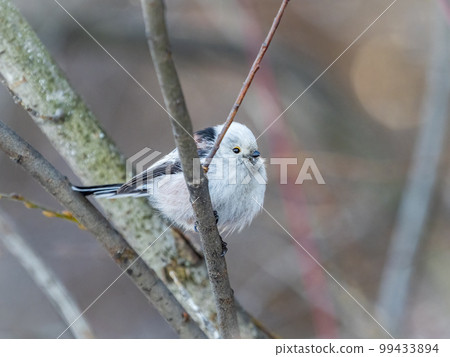 European long-tailed tit, latin name Aegithalos caudatus. A bird sitting on a branch in a deciduous forest. 99433894