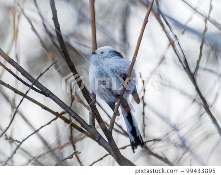 European long-tailed tit, latin name Aegithalos caudatus. A bird sitting on a branch in a deciduous forest. 99433895