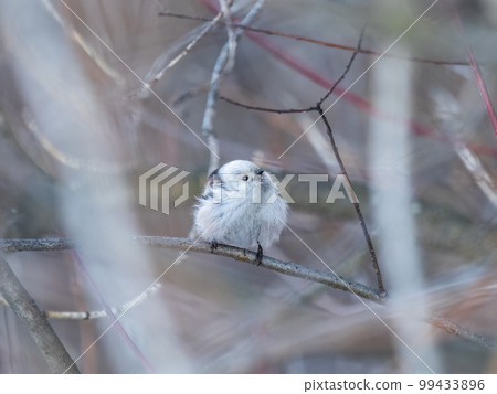 European long-tailed tit, latin name Aegithalos caudatus. A bird sitting on a branch in a deciduous forest. European long-tailed tit, latin name Aegithalos caudatus. A bird sitting on a branch in a deciduous forest. 99433896