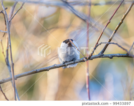 Cute bird the willow tit, song bird sitting on a branch without leaves in the winter. 99433897