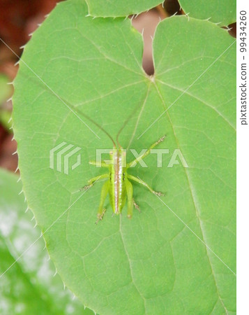 一種長觸手的“蚱蜢”幼蟲/騎在樹葉上的樣子 一種長觸手的“蚱蜢”幼蟲/騎在樹葉上的樣子 99434260