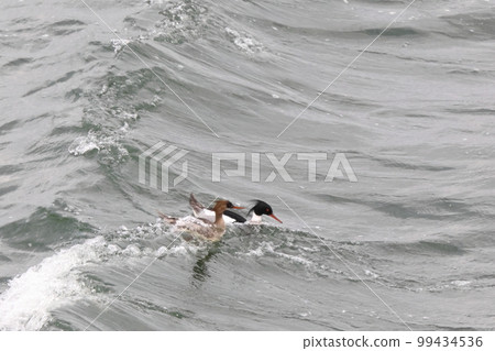 生物,野鳥,海人魚,男女一起在海浪中衝浪。秀兒是男的 生物,野鳥,海人魚,男女一起在海浪中衝浪。秀兒是男的 99434536