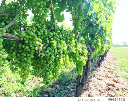 niagara winery grapes niagara winery grapes 99434810