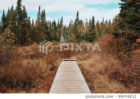 Algonquin Provincial Park Trail in Autumn Algonquin Provincial Park Trail in Autumn 99434811