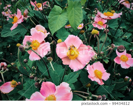 Pink flowers and bees blooming in a London park 99434812