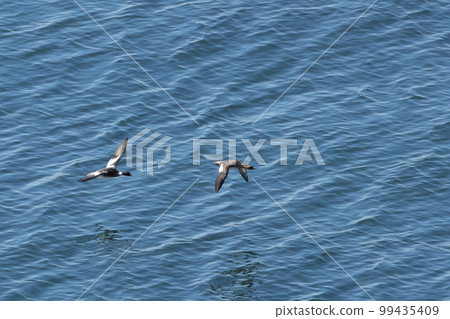 生物，野鳥，海獅，飛行。雄性光鮮亮麗，雌性樸實無華，雄性翅膀的白色部分也較大 99435409