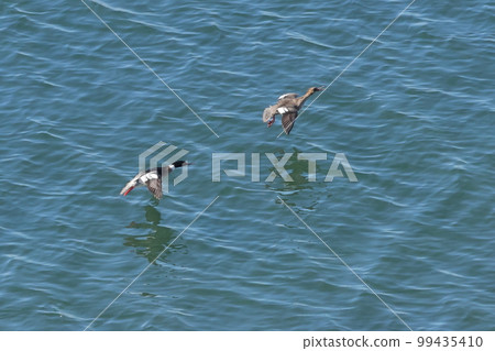 著陸前的生物、野鳥、海獅。男性的紅腿脫穎而出 99435410