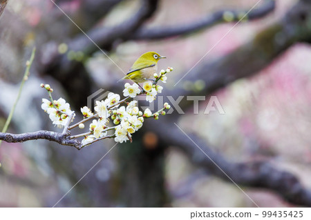 Mejiro在梅花上 99435425