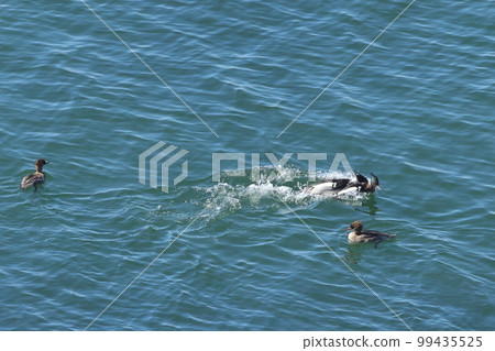 生物、野鳥、海美人魚、攻擊接近雌性伴侶的雄性的雄性? ② 生物、野鳥、海美人魚、攻擊接近雌性伴侶的雄性的雄性? ② 99435525