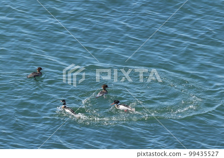 生物,野鳥,海人魚,兩男追一女。我還有一個女... 生物,野鳥,海人魚,兩男追一女。我還有一個女... 99435527