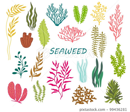 Underwater seaweed plants. Aquarium, ocean deep weed, tropical sea water plant, undersea aquatic vector seaweed set. Phyllophora, Kelp, Laminaria and Caulerpa, Sea belt, Codium coral reef marine algae 99436281