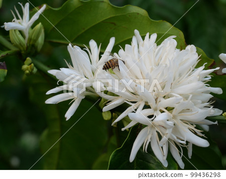 Honey bee on Robusta coffee blossom on tree plant with green leaf with black color in background. Petals and white stamens of blooming flowers Honey bee on Robusta coffee blossom on tree plant with green leaf with black color in background. Petals and white stamens of blooming flowers 99436298