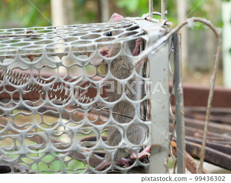 Rat in cage mousetrap, Mouse finding a way out of being confined, Trapping and control of rodents that cause dirt and may be carriers of disease, Mice try to find freedom 99436302