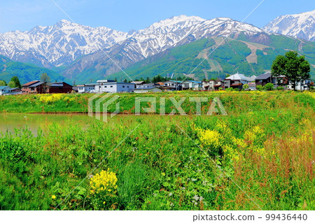 Hakuba village with rapeseed blossoms, the snowy Northern Alps, and the beautiful Northern Alps Hakuba village with rapeseed blossoms, the snowy Northern Alps, and the beautiful Northern Alps 99436440