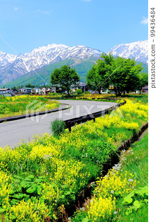 白馬村的油菜花,白雪皚皚的北阿爾卑斯山,美麗的北阿爾卑斯山 白馬村的油菜花,白雪皚皚的北阿爾卑斯山,美麗的北阿爾卑斯山 99436484
