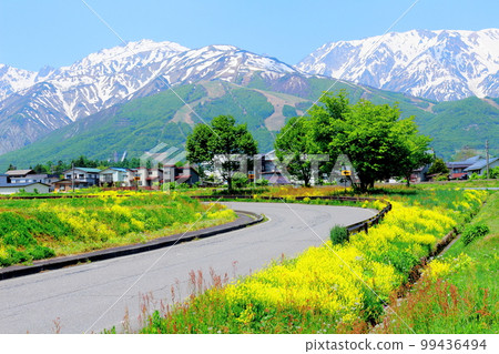 Hakuba village with rapeseed blossoms, the snowy Northern Alps, and the beautiful Northern Alps Hakuba village with rapeseed blossoms, the snowy Northern Alps, and the beautiful Northern Alps 99436494