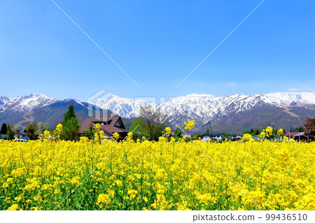 Hakuba village with rapeseed blossoms, the snowy Northern Alps, and the beautiful Northern Alps Hakuba village with rapeseed blossoms, the snowy Northern Alps, and the beautiful Northern Alps 99436510