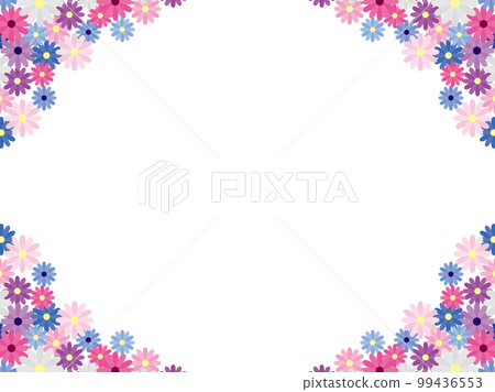 Cineraria F1 Cineraria F1 99436553