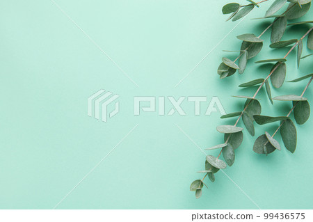 Eucalyptus branches on a gentle green background. 99436575
