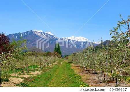 Apple fields and Northern Alps Apple fields in spring Beautiful Northern Alps Apple fields and Northern Alps Apple fields in spring Beautiful Northern Alps 99436637