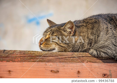 sleeping cat on floor in nature sleeping cat on floor in nature 99436788