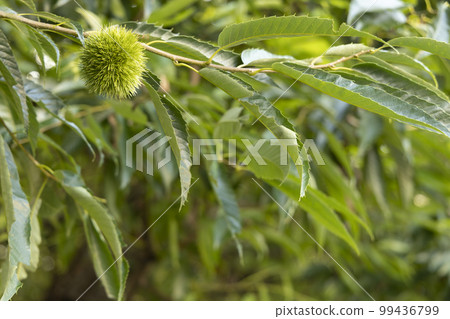Young chestnut burrs growing in summer -4 99436799