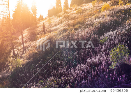 Mountain forbs in the wild nature of Central Asia in Kazakhstan, in the Almaty mountains. Ivan tea and other medicinal herbs on the morning hill 99436806