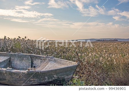 sunset and trees on the beach 99436901